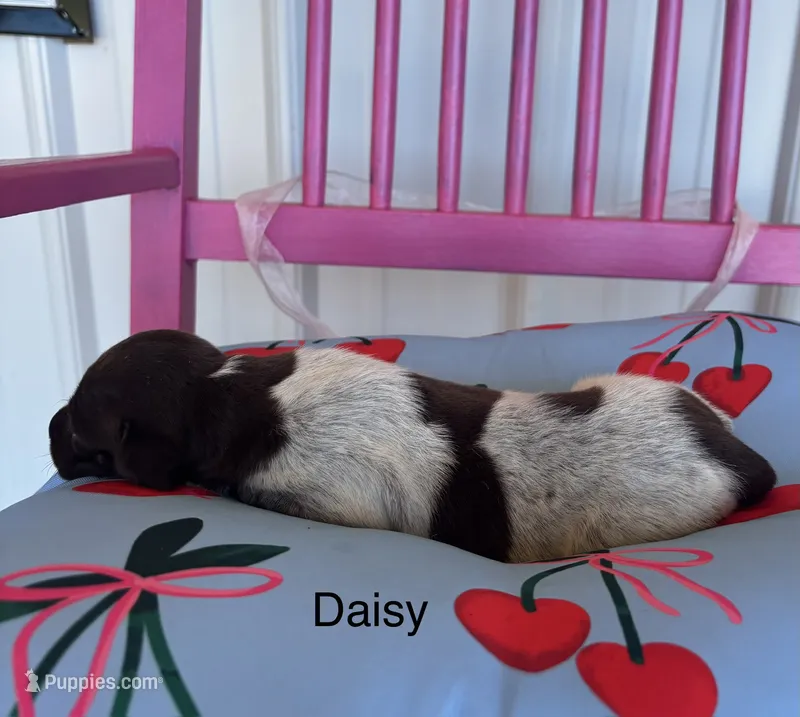 Daisy – German Shorthaired Pointer puppy for sale in Danielsville, GA