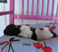 Daisy, a female German Shorthaired Pointer for sale in Danielsville, GA – 1 of 4