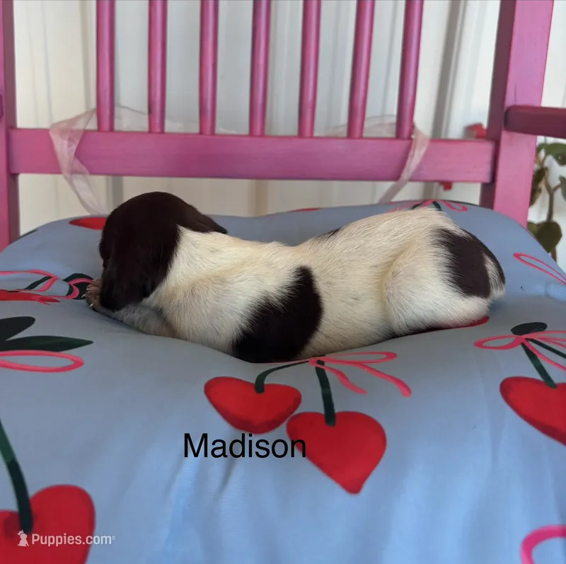 Madison – German Shorthaired Pointer puppy for sale in Danielsville, GA