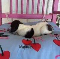 Madison, a female German Shorthaired Pointer for sale in Danielsville, GA – 1 of 4