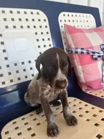 Jasmine , a female German Shorthaired Pointer for sale in Danielsville, GA – 3 of 8
