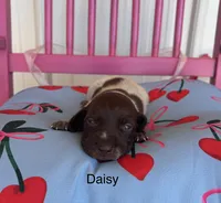 Daisy, a female German Shorthaired Pointer for sale in Danielsville, GA – 3 of 4