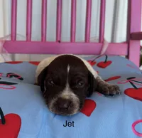 Jet, a male German Shorthaired Pointer for sale in Danielsville, GA – 3 of 4