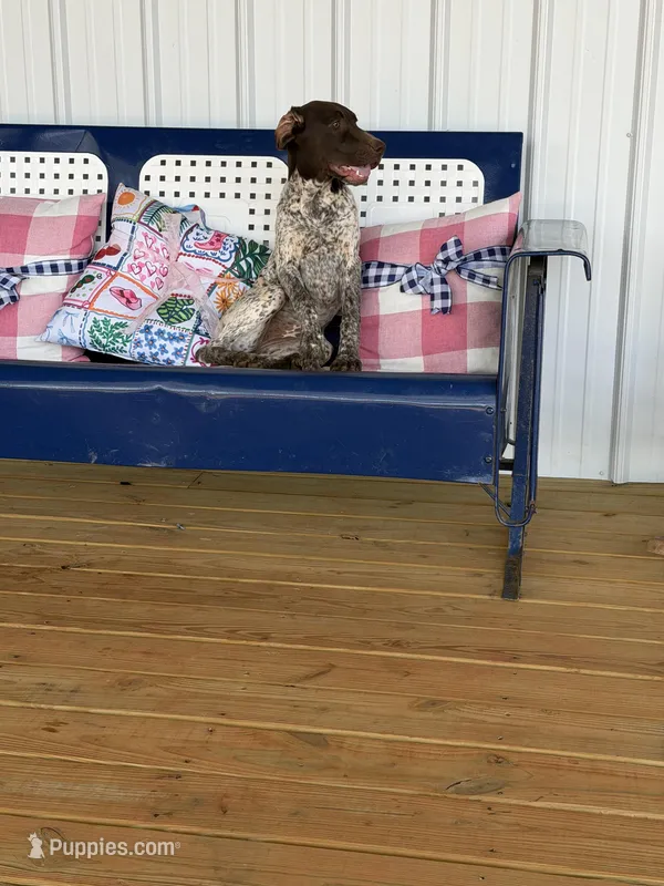 Zoey – German Shorthaired Pointer puppy for sale in Danielsville, GA