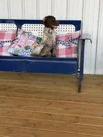 Zoey, a  German Shorthaired Pointer for sale in Danielsville, GA – 1 of 6