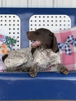 Zoey, a  German Shorthaired Pointer for sale in Danielsville, GA – 4 of 6