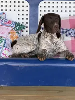Zoey, a  German Shorthaired Pointer for sale in Danielsville, GA – 3 of 6