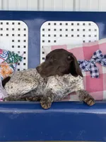 Zoey, a  German Shorthaired Pointer for sale in Danielsville, GA – 2 of 6