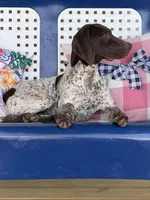 Zoey, a  German Shorthaired Pointer for sale in Danielsville, GA – 5 of 6