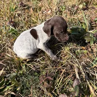 Dolly, a female German Shorthaired Pointer for sale in Danielsville, GA – Photo 3 of 8