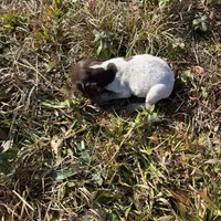 Dolly, a female German Shorthaired Pointer for sale in Danielsville, GA – Photo 4 of 8