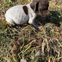 Dolly, a female German Shorthaired Pointer for sale in Danielsville, GA – Photo 2 of 8