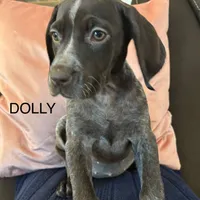 Dolly, a female German Shorthaired Pointer for sale in Danielsville, GA – Photo 7 of 8