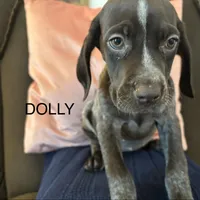 Dolly, a female German Shorthaired Pointer for sale in Danielsville, GA – Photo 5 of 8