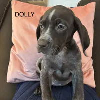 Dolly, a female German Shorthaired Pointer for sale in Danielsville, GA – Photo 6 of 8