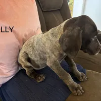 Dolly, a female German Shorthaired Pointer for sale in Danielsville, GA – Photo 8 of 8