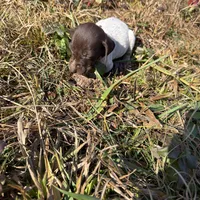 Dolly, a female German Shorthaired Pointer for sale in Danielsville, GA – Photo 1 of 8