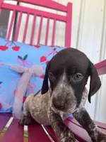 Madison, a female German Shorthaired Pointer for sale in Danielsville, GA – 6 of 7