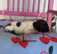 Madison, a female German Shorthaired Pointer for sale in Danielsville, GA – 4 of 4