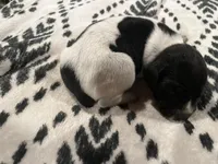 Luke, a male German Shorthaired Pointer for sale in Danielsville, GA – Photo 5 of 5