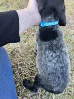 Luke, a male German Shorthaired Pointer for sale in Danielsville, GA – Photo 3 of 5