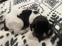 Luke, a male German Shorthaired Pointer for sale in Danielsville, GA – Photo 4 of 5