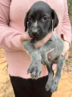 Luke, a male German Shorthaired Pointer for sale in Danielsville, GA – Photo 1 of 5