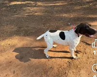 Troy, a male German Shorthaired Pointer for sale in Danielsville, GA – 1 of 1