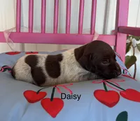 Daisy, a female German Shorthaired Pointer for sale in Danielsville, GA – 4 of 4