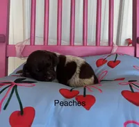 Peaches, a female German Shorthaired Pointer for sale in Danielsville, GA – 3 of 4