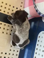 Red, a male German Shorthaired Pointer for sale in Danielsville, GA – 2 of 8