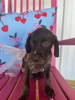 Daisy, a female German Shorthaired Pointer for sale in Danielsville, GA – 1 of 7