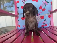 Peaches, a female German Shorthaired Pointer for sale in Danielsville, GA – 4 of 8
