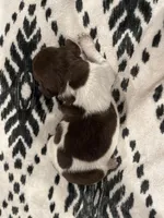 Daisy, a female German Shorthaired Pointer for sale in Danielsville, GA – Photo 2 of 2