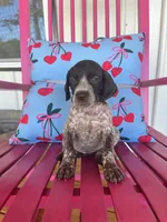 Madison, a female German Shorthaired Pointer for sale in Danielsville, GA – 5 of 7