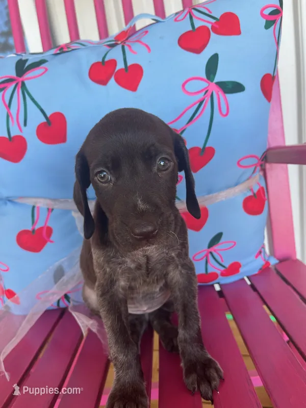 Peaches – German Shorthaired Pointer puppy for sale in Danielsville, GA