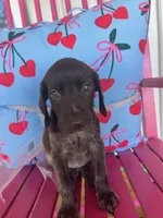 Peaches, a female German Shorthaired Pointer for sale in Danielsville, GA – 1 of 8