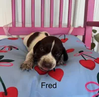Fred, a male German Shorthaired Pointer for sale in Danielsville, GA – 1 of 4