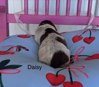Daisy, a female German Shorthaired Pointer for sale in Danielsville, GA – 2 of 4