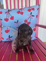 Daisy, a female German Shorthaired Pointer for sale in Danielsville, GA – 3 of 7