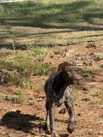 Polly, a female German Long-haired Pointer for sale in Danielsville, GA – 5 of 6