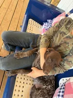 Polly, a female German Long-haired Pointer for sale in Danielsville, GA – 2 of 6