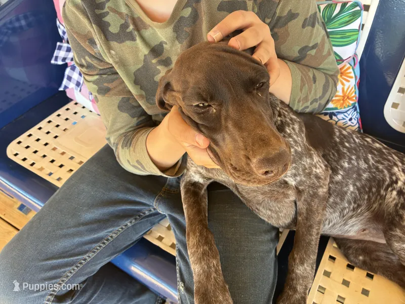 Polly – German Long-haired Pointer puppy for sale in Danielsville, GA