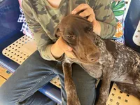Polly, a female German Long-haired Pointer for sale in Danielsville, GA – 1 of 6