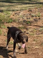 Polly, a female German Long-haired Pointer for sale in Danielsville, GA – 6 of 6