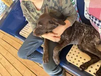 Polly, a female German Long-haired Pointer for sale in Danielsville, GA – 3 of 6
