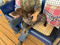 Polly, a female German Long-haired Pointer for sale in Danielsville, GA – 4 of 6