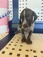 Jasmine , a female German Shorthaired Pointer for sale in Danielsville, GA – 2 of 8
