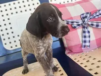 Red, a male German Shorthaired Pointer for sale in Danielsville, GA – 1 of 8