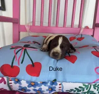 Duke, a male German Shorthaired Pointer for sale in Danielsville, GA – 2 of 4